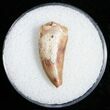 Raptor Tooth From Morocco - #11242-1